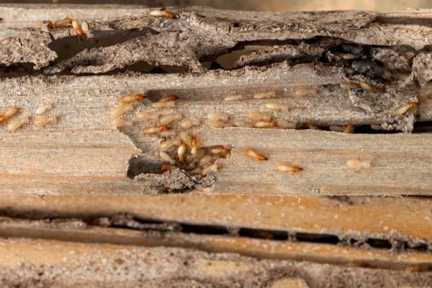 Professional Pest Control in Key Center, WA